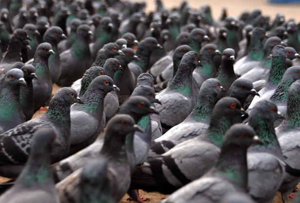 Pigeon Guano Removal