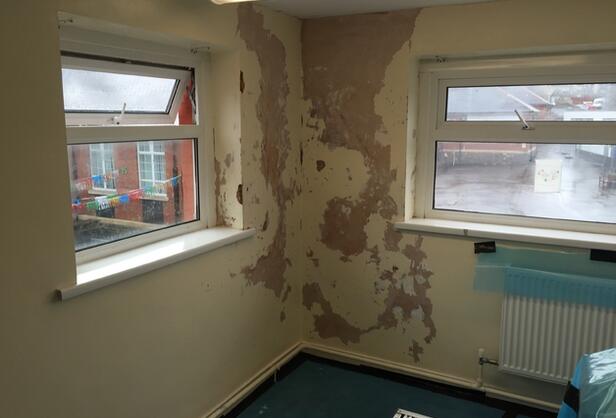 Damp and Mold Removal