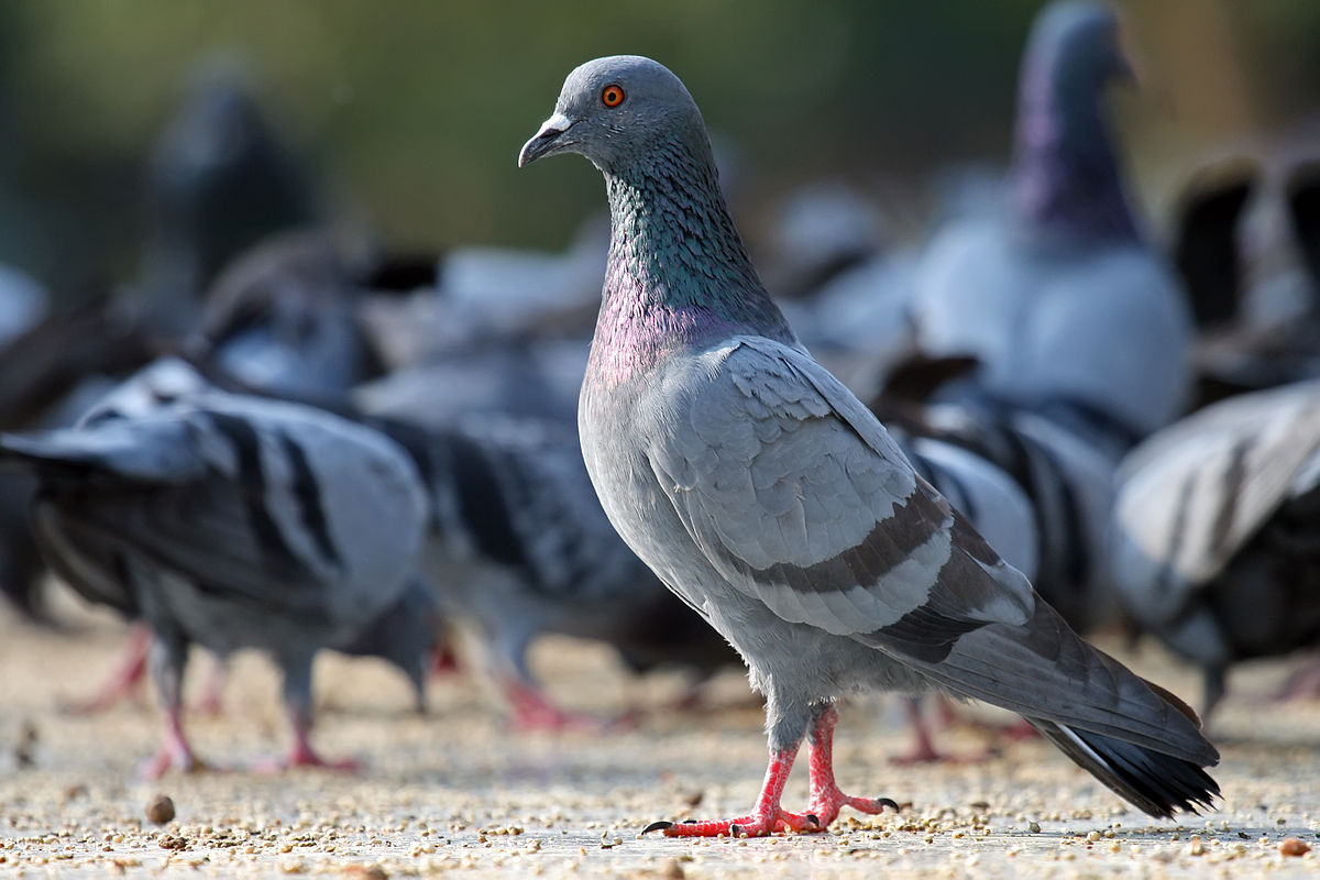 Pigeon Guano Removal
